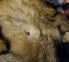 They are generally composed of blood vessels and collagen and covered with skin. Is It A Tick How To Tell If It S A Tick On Your Dog Or Cat With Pictures Vetchick Com