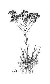 Image result for Nesaea ramosa