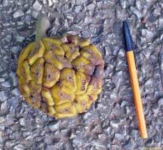 Image result for Myrianthus arboreus