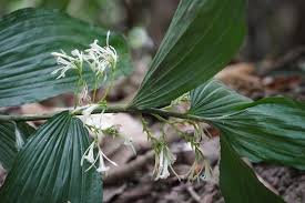 Image result for Corymborkis