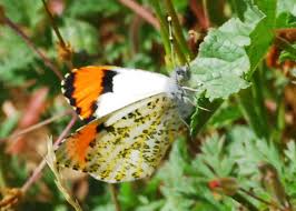 Image result for Sartidia angolensis