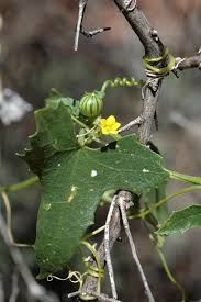 Image result for Cucumis maderaspatanus