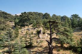 We did not find results for: Cedrus Libani Wikispecies