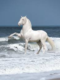 Dream horse is predictable and manipulative to a fault but, sparked by toni collette, there is a strong sense of sincerity and commitment to the subject matter that helps it across the finishing line. Dream Horses 103 Photographic Print Bob Langrish Art Com Horses Animals Beautiful Horse Love