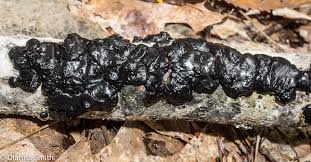 Image result for Exidia sp.