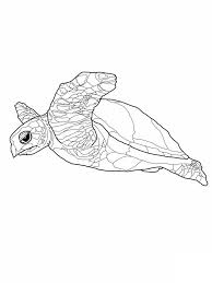 Free Printable Turtle Coloring Pages For Kids Turtle Coloring Pages Animal Coloring Pages Turtle Drawing