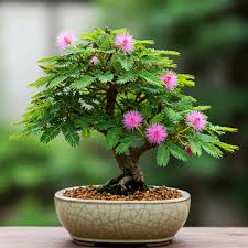 Image result for Mimosa pudica