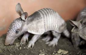 And This Cute Little Guy Wants You To Know That Armadillo In Spanish Means Little Armored One 17 Reasons Why Ar Armadillo Baby Animals Cute Baby Animals