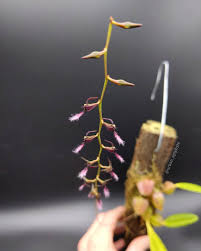 Image result for Bulbophyllum saltatorium