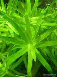 Image result for Heteranthera