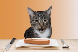 No kind of processed meat is safe for cats to consume. Can Cats Have Cooked Sausage Things You Need To Know