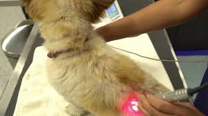 Cottage pet hospital in anaheim. Veterinarian In Anaheim Ca Anaheim Hills Pet Clinic