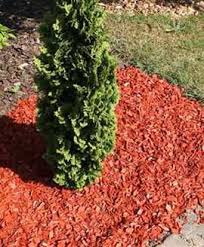 Liquidambar Styraciflua Amerikanischer Amberbaum Garten Reiter Gmbh