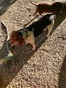 Female beagle... - Huntington Cabell Wayne Animal Shelter | Facebook