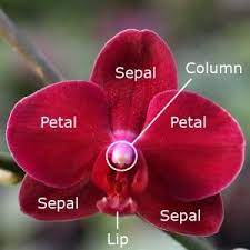 The Anatomy Of An Orchid Flower Orchid Flower Orchid Plant Care Orchids