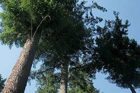 We did not find results for: Non Native Tree Species Waldwissen Net