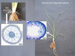 Image result for Eragrostis plana