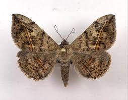 Image result for Rhynchosia luteola