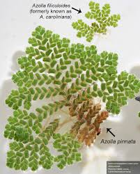 Image result for Azolla