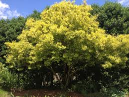 Image result for Myrica salicifolia