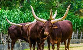 Cyril ramaphosa sat calmly next to his wife as an auctioneer sold more than $1 million of his rare ugandan cattle, buffaloes and antelope. President Cyril Ramaphosa Sells Nine Cattle Worth R2 7 Million