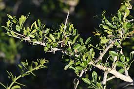 Image result for Agelanthus terminaliae
