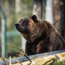 Who Owns The Wild Grizzlies Or Humans Outside Online