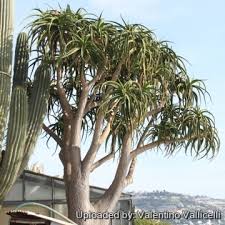 Image result for Aloe ballii