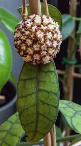 Pin On Hoyas Flowers