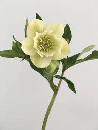 Macranthus and the helleborus niger 'nell lewis' strain, which often flowers in one year from seed, to be some of the best. Video How To Grow Hydrate And Hold Hellebores As Cut Flowers