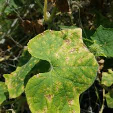 Image result for Persicaria strigosa