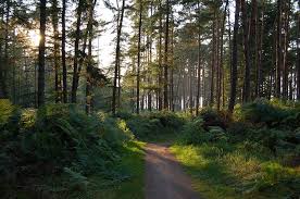Ostseebad Prerow Darss Nature Be Active Biking