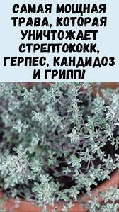 Pin Ot Polzovatelya Svitlana Na Doske Zdorove V 2020 G Tovary Dlya Zdorovya Travolechenie Celebnye Travy