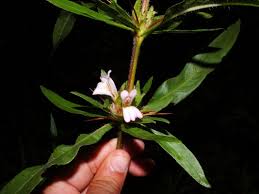 Image result for Hygrophila schulli