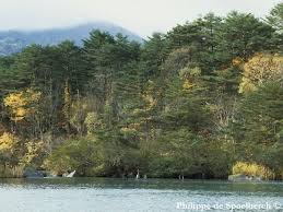 Image result for Hunteria densiflora