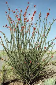 Pin On Gardening