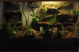 Diy this 18x18x24 zoo med terrarium by how to set up a tomato frog. Terrarium Vivarium Waterproof Rock Work For Frogs And Amphibians 10 Steps With Pictures Instructables