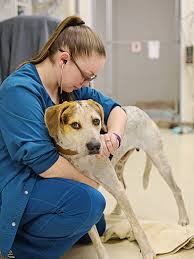 623 likes · 6 talking about this · 998 were here. 24 Hour Emergency Veterinary Services North Central Veterinary Emergency Center