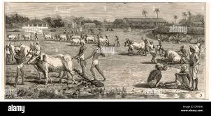 Cultivation of indigo in India Stock ...