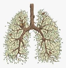 However, to our knowledge the relative frequencies of the causes have not been evaluated. Tree Lungs Green Aesthetic Vaporwave Tumblr Vancouver Sleep Clinic Lung Hd Png Download Kindpng