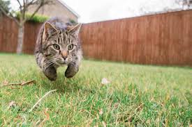 Use peels of oranges, lemons, limes, and grapefruit in your garden. How To Keep Other Cats Away From My Cat Get Rid Of Stray Cats