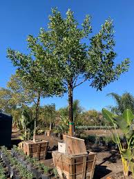 Image result for Cupaniopsis