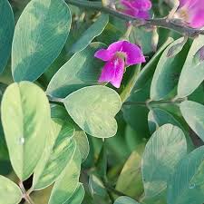 Image result for Tephrosia linearis