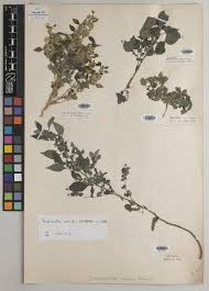 Image result for Droguetia iners