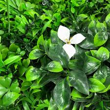 Green plant with tiny white flowers. Artificial Green Wall Panel With Mixed Foliage Palm Heads And White Fl Greenplantwalls Co Uk