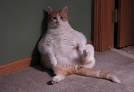 Ten Cat Breeds Who Are Most Prone to Obesity