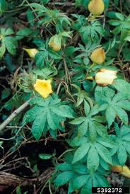 Image result for Merremia