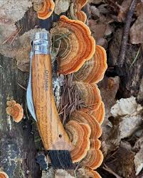 Image result for Merulius incarnatus