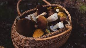 We did not find results for: New Czech Mushroom App Visually Recognizes Mushroom Species Brno Daily