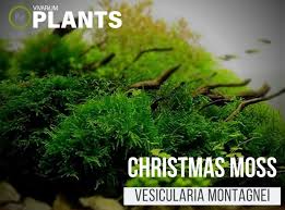 Vesicularia Montagnei Christmas Moss Care Guide Vivarium Plants Aquascape Design Vivarium Freshwater Plants